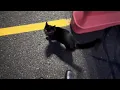 Download Lagu A cat at work!