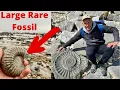 Fossil Hunting For Awesome Ammonites At Charmouth