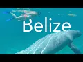 Diving with Turtles Sharks and Manatees in Belize