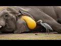Download Lagu This Elephant Found a Giant Yellow Ball – What Happens Next Is Adorable!