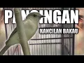 Download Lagu Pancingan Kancilan Bakau Agar Rajin Bunyi | Kancilan Bakau