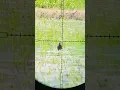 Download Lagu Mandar Sawah // Langsung Datang