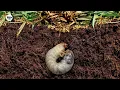 Download Lagu Seizoensstart SC Veenwouden op losse schroeven door insect