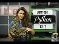 Burmese Python Care and Maintenance