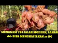 Lagu MENANAM UBI JALAR MODERN LAHAN 1 M² BISA MENGHASILKAN 34 KG