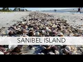 Looking for sea shells after a storm Sanibel Island low-tide post storm shelling