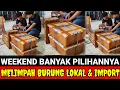 🔴 TERBARU !! MELIMPAH STOKNYA FULL BURUNG LOKAL \u0026 IMPORT 0838-7553-6945