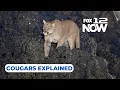 LIVE Cougar sightings at Cannon Beach explained by expert