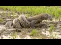 Download Lagu King vs. King: Komodo Dragon's Deadly Battle with a Giant Python