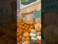 Download Lagu Fall Errands! 🍁📷 #pipg #fall #fypviralシ #asthetic #errands #shopping #vlog #autumn