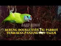 Download Lagu Double Eyes Fig Parrot! Suara Tembakan Panjang \u0026 Tajam Bikin Merinding | Masteran Gacor Hari Ini