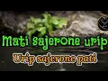 Download Lagu GUS MUKHLASON ROSYID,,,,MATI SAKJRONING URIP,, URIP SAKJRONING PATI