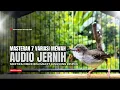 Burung Ciblek SEMI Gacor NGEBREN Untuk Pancingan Ciblek dan MASTERAN BURUNG Kesayangan Anda