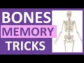 How to Learn the Human Bones Tips to Memorize the Skeletal Bones Anatomy Physiology