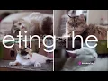 The Pet Paradise Exploring Craigslist Pets Across Cities