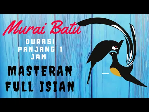 Download MP3 Masteran Murai Batu Full Isian Jernih mp3 | Masteran Murai Batu Durasi Panjang mp3