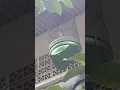 Branjangan parva bongkar isian grja tarung, greja hutan \u0026 prenjak cewe.