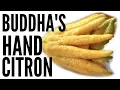 BUDDHAS HAND Taste Test CANDIED CITRON Recipe Fruity Fruits