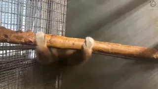 Smooth monkey spinning smoothly for 10 smooth hours 4K 60 FPS AI upscaling