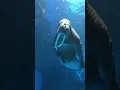 Download Lagu i can see you walrus swimming #shorts #fyp #seaanimal #walrus #zoo #oceanpark