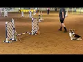 Kirby Tyler Obedience Training Club Agility Trial on October 25-26 2025
