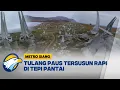 Download Lagu Penampakan Kuburan Tulang Paus di Rusia | Metro Siang