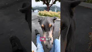 #fyp #dream #pets #doberman #vlog