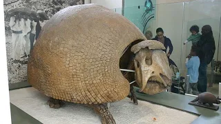 The Evolutionary History and Extinction of Giant Armadillos
