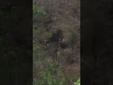 Zoom 250x what is this?￼ jungle - day 3