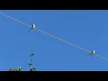 Scissor-tailed Flycatchers grooming themselves