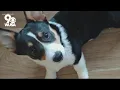 People are returning so many Corgi puppies rescuers can t take in more