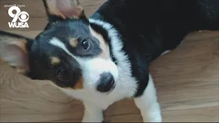 People are returning so many Corgi puppies rescuers can t take in more