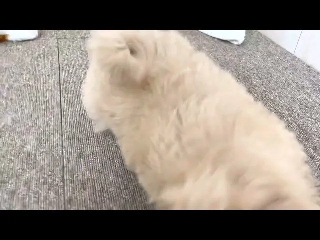 動画