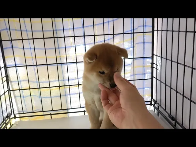 動画