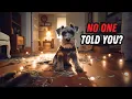 I wish I knew these BEFORE getting a Mini Schnauzer