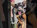 Welcome Wagon Puppy Edition