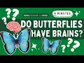 Do Butterflies Have Brains Animal Facts for Kids The Kritter Korner