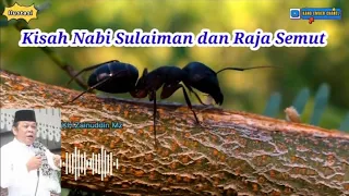 Download Kisah Nabi Sulaiman dan Raja Semut || KH.Zainuddin Mz MP3
