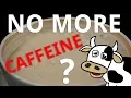 Download What Happens if You Stop Drinking Caffeine? mp4 3gp mp3 videos - waplic