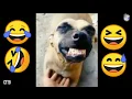 Lagu Memes 2020 of Dog Laugh | Hihihi