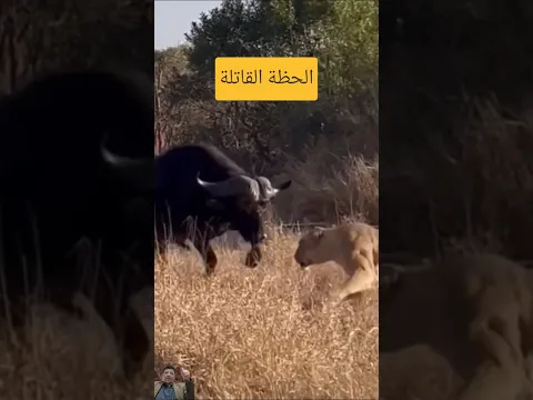 فيأخر ثانية:إنتقام غير متوقع هزأركان الغابة #shorts