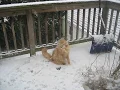 Silly cat trying to catch snowflakes