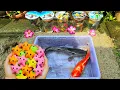 Lagu Unboxing Ikan Cupang Hias, Ikan Koki, Ikan Lele Jumbo, Ikan Hias, Guppy, Koi, Ikan Cod, Belut Moray