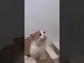 kucing Hua... Hua...hua...