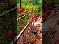 Download Lagu Yuk tanam Rosela🤩 #garden #gardening #berkebun #tanamahias #bunga