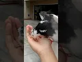 Download Lagu PIGEONS EAT WHAT? #pigeon #bird