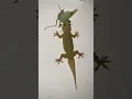 Lagu House Gecko Lizard Hunting insect🦎🦗 #reptile #shorts