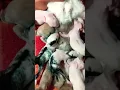 Download Lagu 2024 First Rabit Mom Cute Rabit Born Baby 🐇🐇😙😙😙#shortvideos #ytshorts #viralvideo #cuterabit