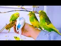 Download Lagu Suara Burung Parkit untuk burung yang kesepian agar mereka senang