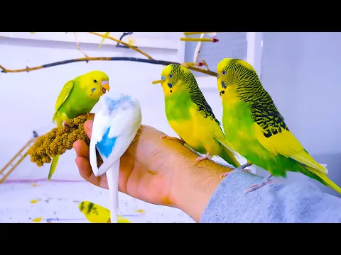 Download MP3 Budgie Sounds for Lonely birds to make them happy